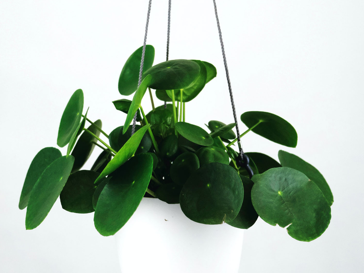 Pilea peperomioides