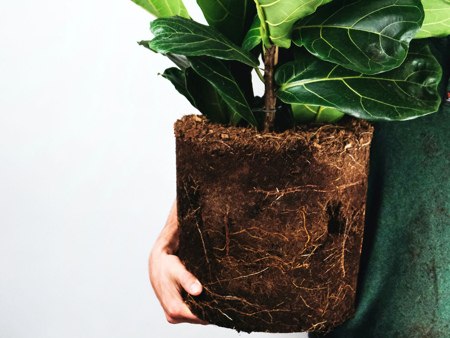 Ficus lyrata